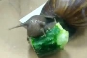黑料吃瓜网apk普通安装 