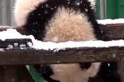 黑料吃瓜网apk普通安装 